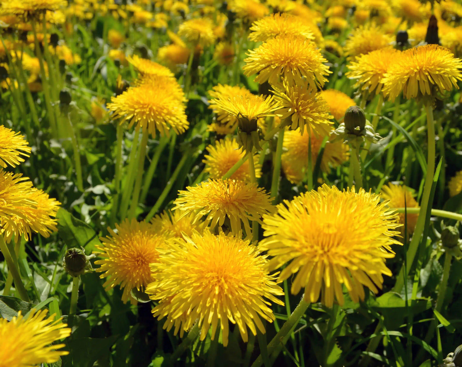 Dandelion Plants