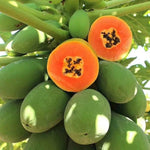 Picture of a sliced, ripe Papaya fruit showing the fresh seeds inside.