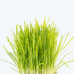Fresh cat grass_Dactylis Glomerata_sprouts_pet-friendly
