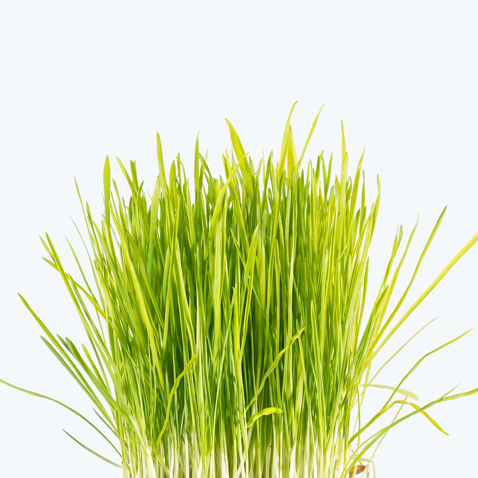 Fresh cat grass_Dactylis Glomerata_sprouts_pet-friendly