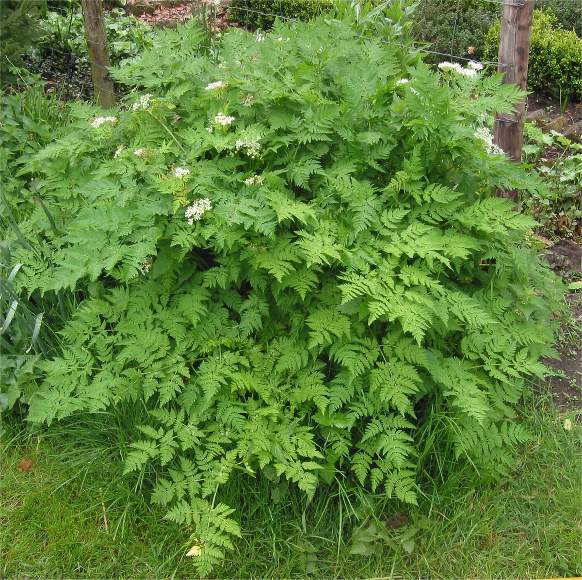 Mature Chervil herb Anthriscus cerefolium plant