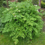 Mature Chervil herb Anthriscus cerefolium plant