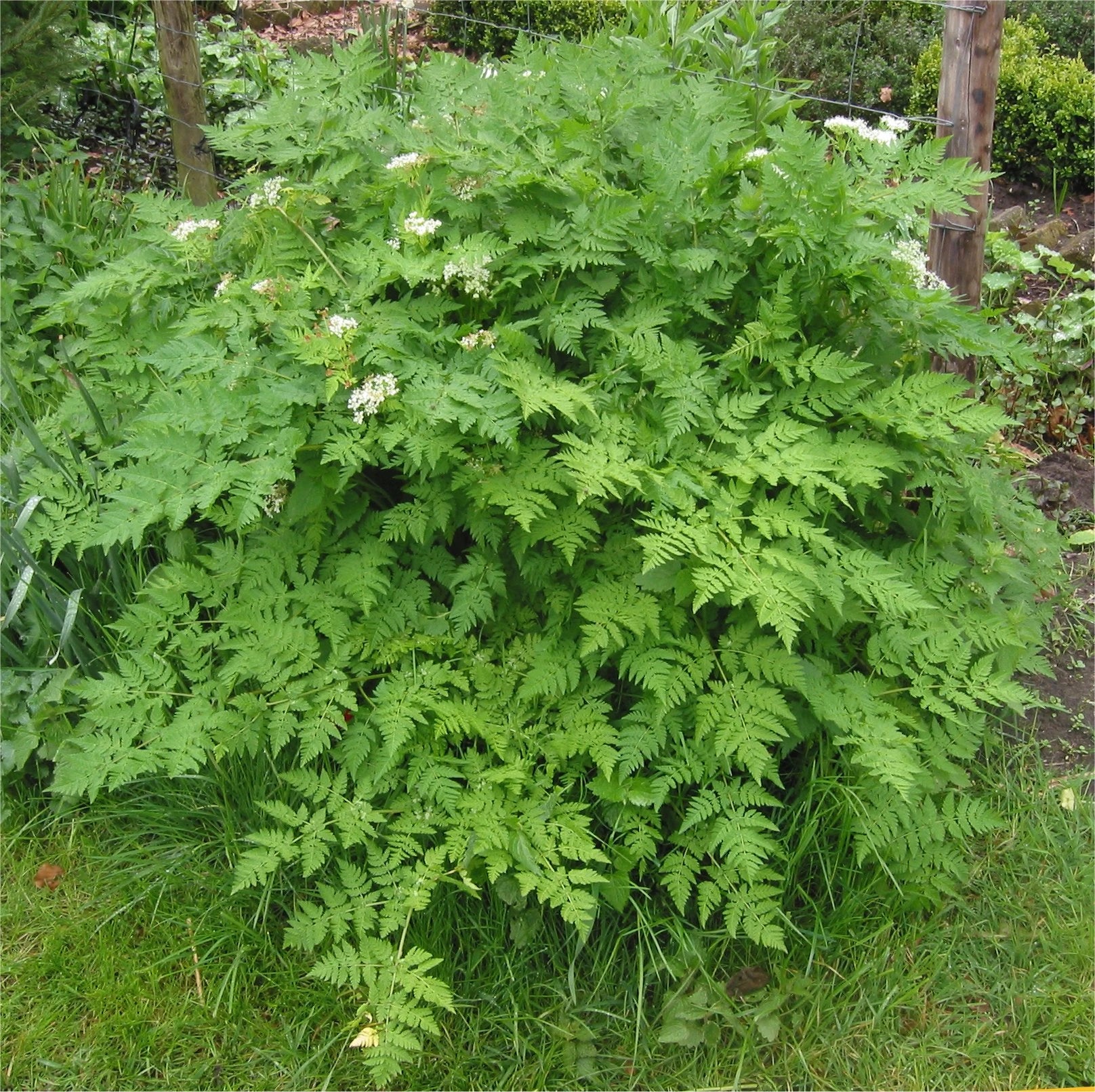 Mature Chervil herb Anthriscus cerefolium plant
