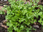 Fresh Chervil_leaves_culinary herb_kitchen garden