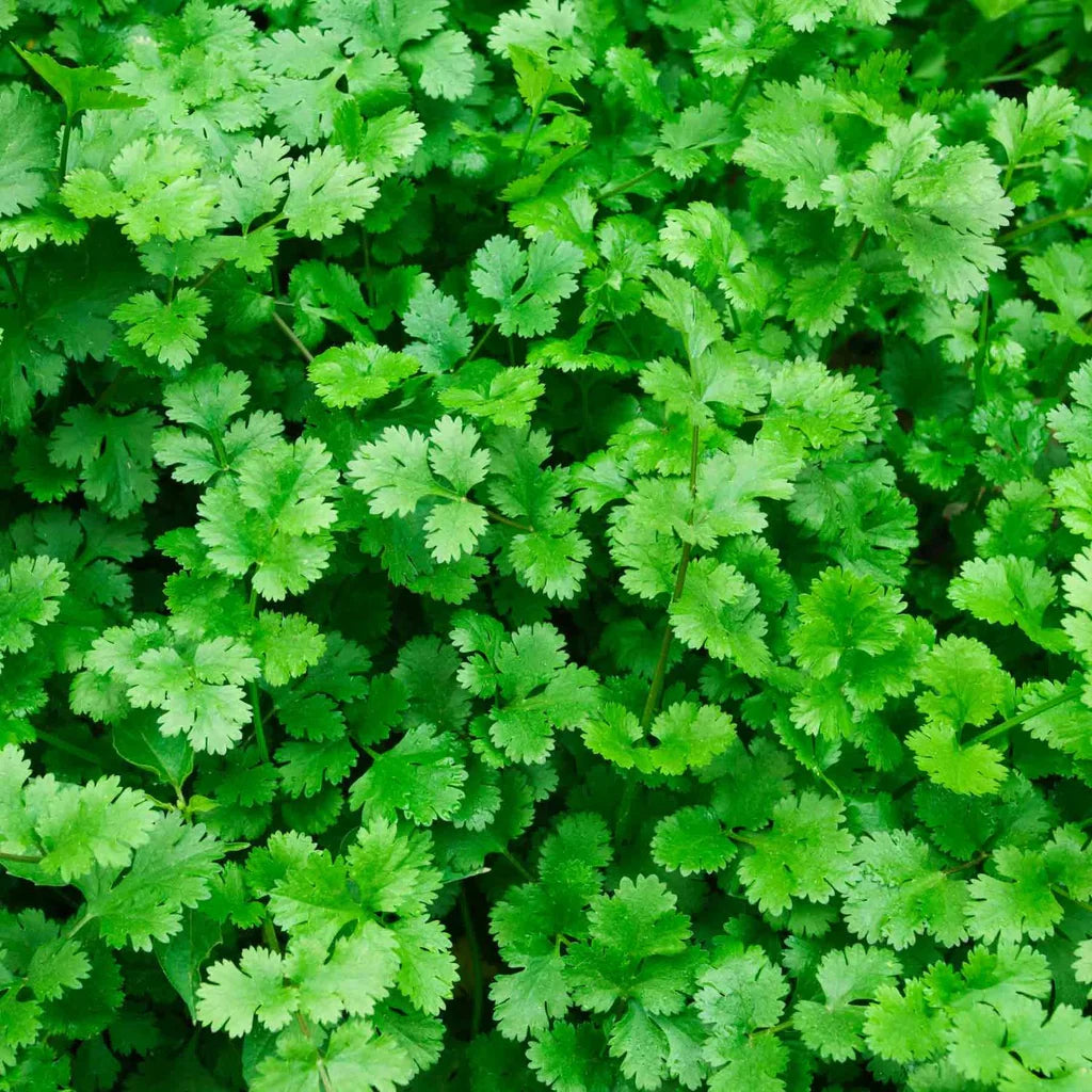 Fresh cilantro herb plant in a raised garden bed