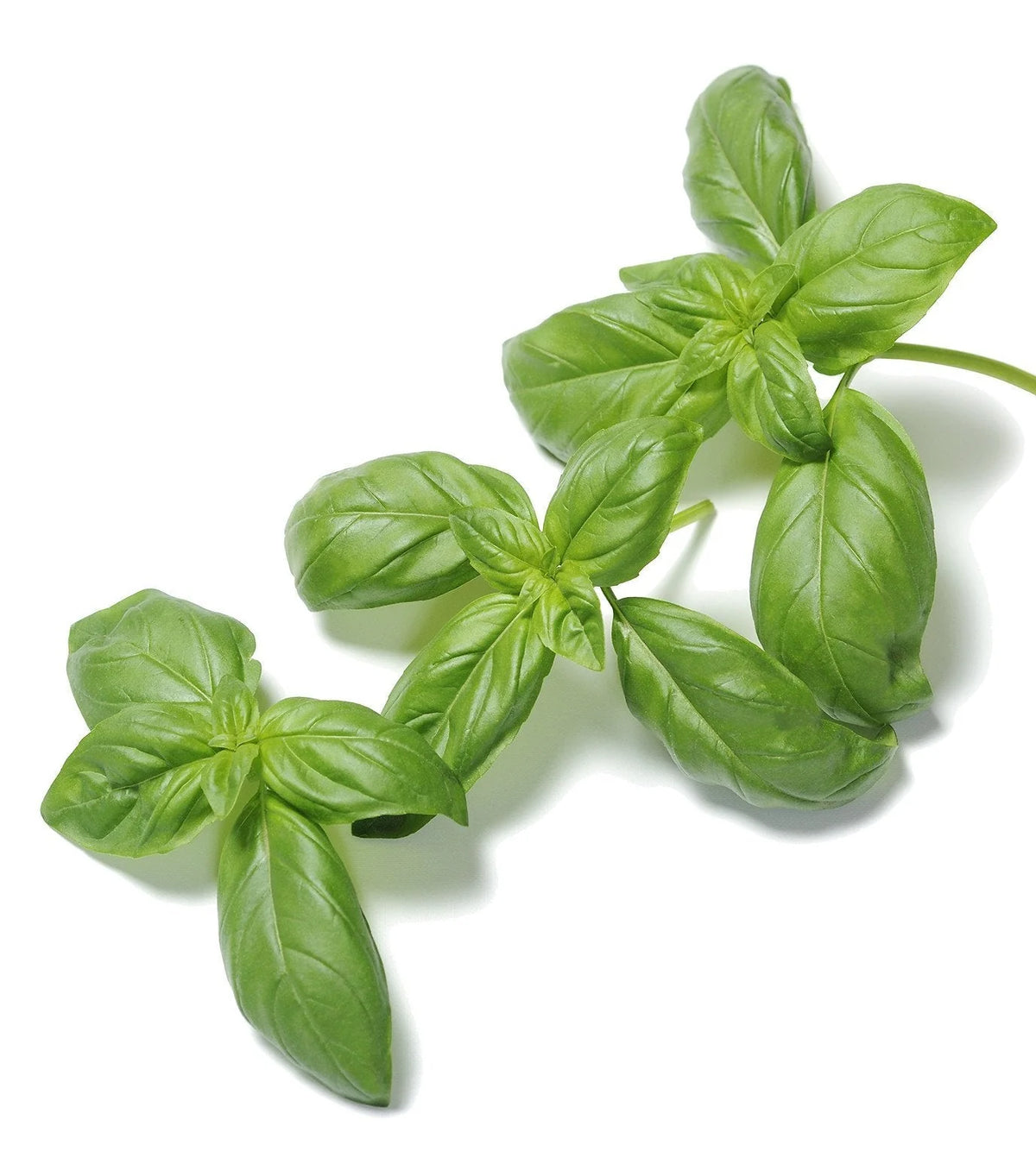 Fresh culinary herb_Basil_harvest_kitchen garden