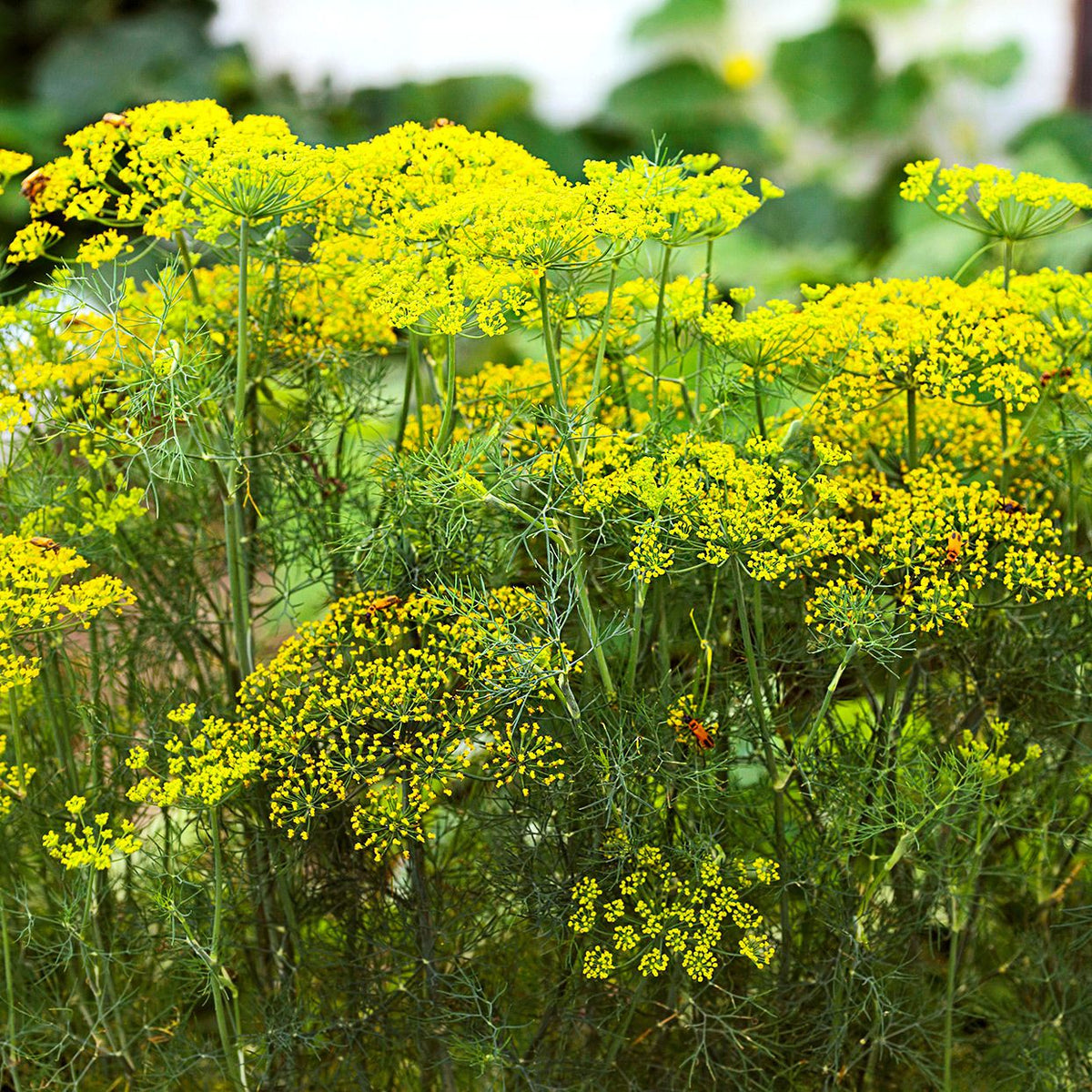 Fresh Dill_weed_culinary herb_harvest_for_kitchen use