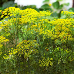 Fresh Dill_weed_culinary herb_harvest_for_kitchen use