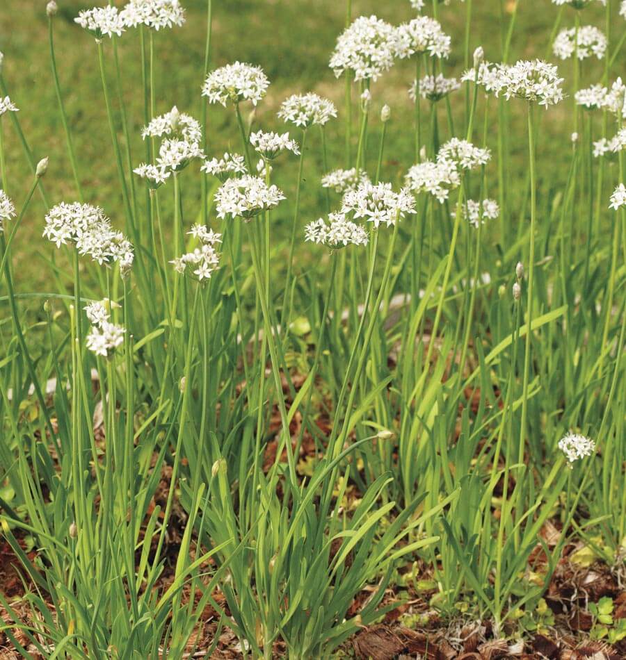 Close-up of fresh Garlic Chive leaves. Perfect for culinary herb beds. Best chives for stir-fry.