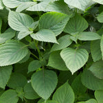Close-up of fresh Green Shiso leaves for Japanese and Korean cuisine