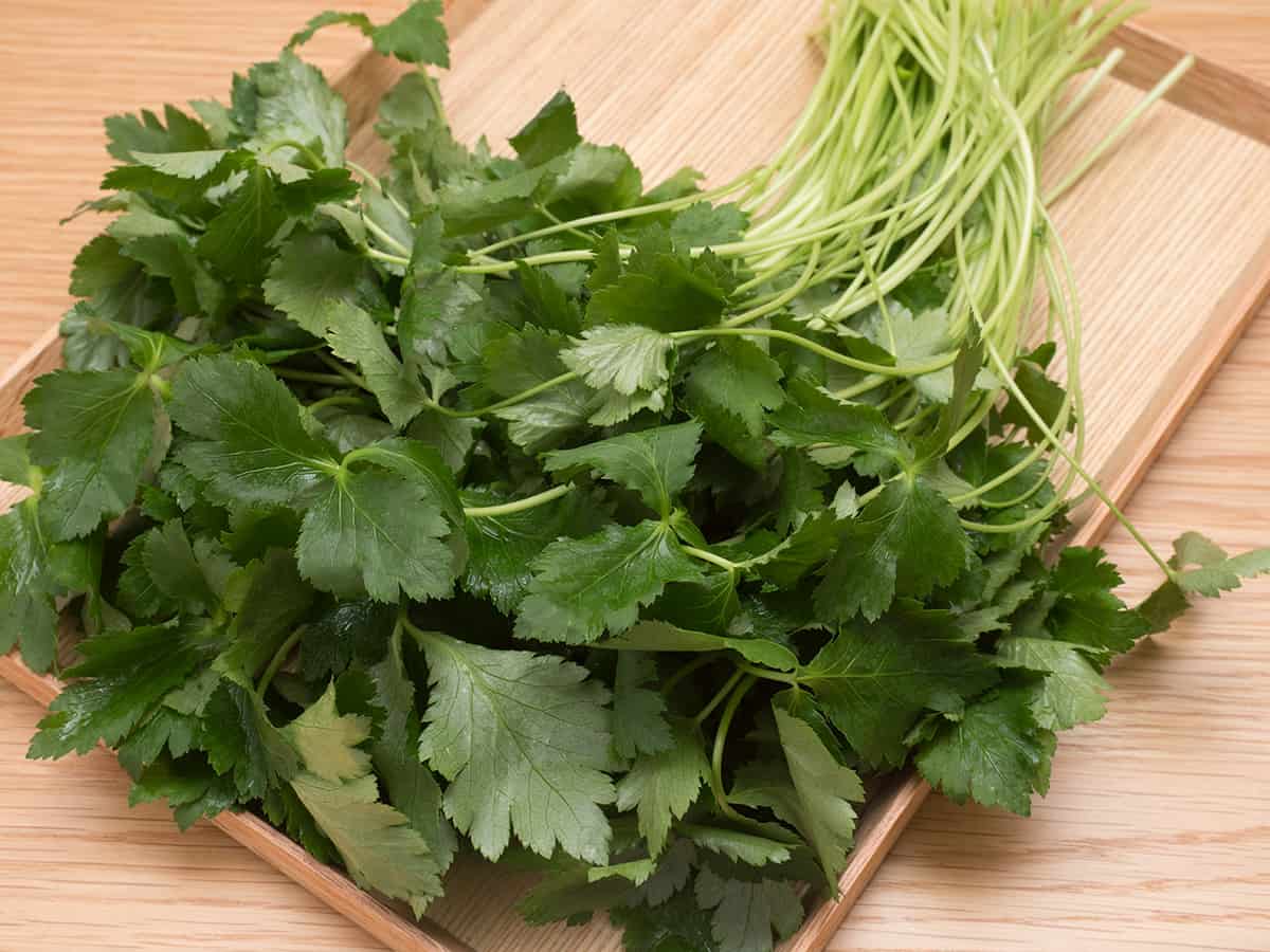 Close-up of fresh Mitsuba Japanese Parsley leaves for authentic Japanese cooking