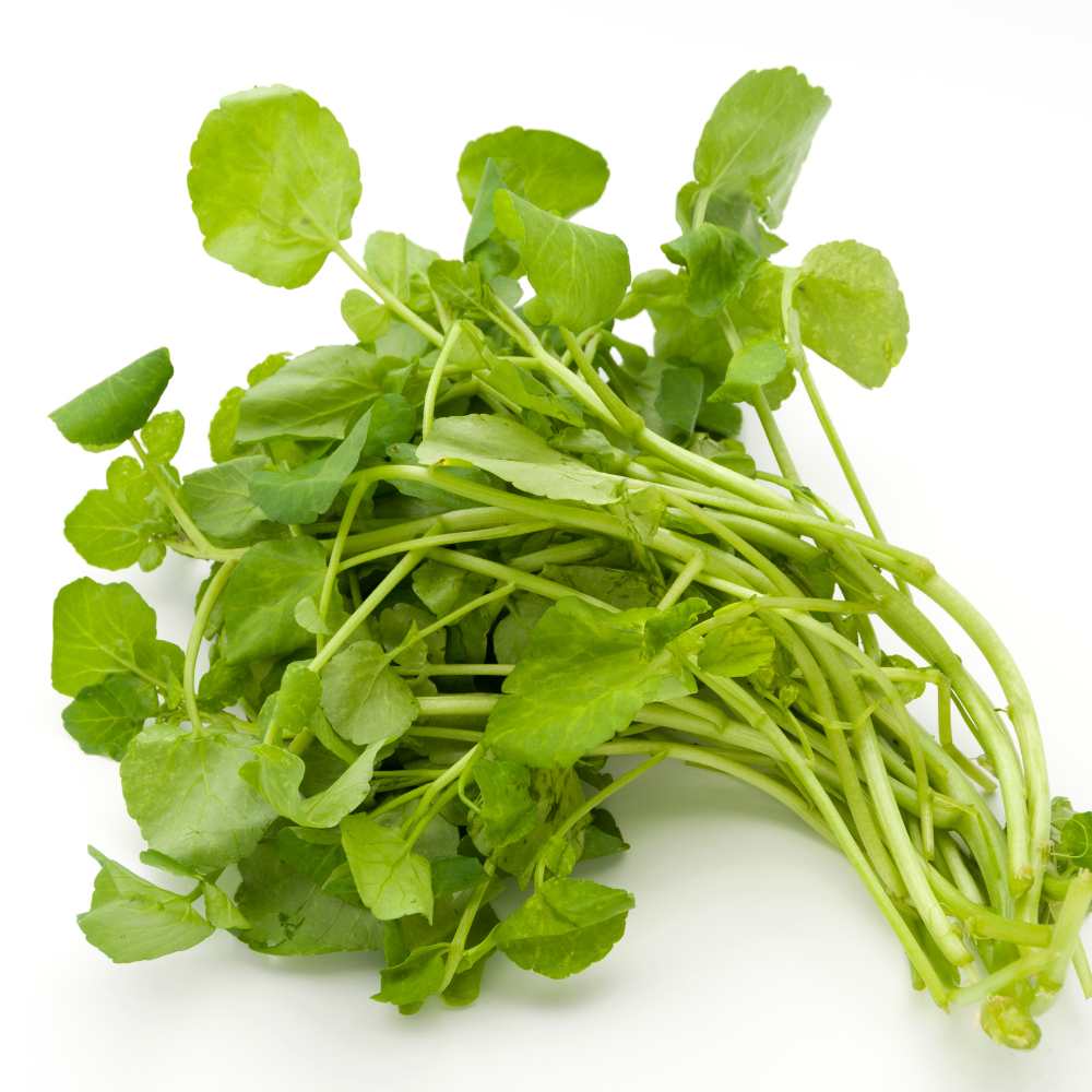 Hand harvesting fresh, peppery Watercress leafy greens from a wet garden setup.
