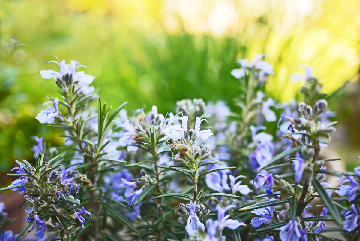 Close-up of fresh Rosemary sprigs for culinary use