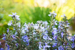 Close-up of fresh Rosemary sprigs for culinary use