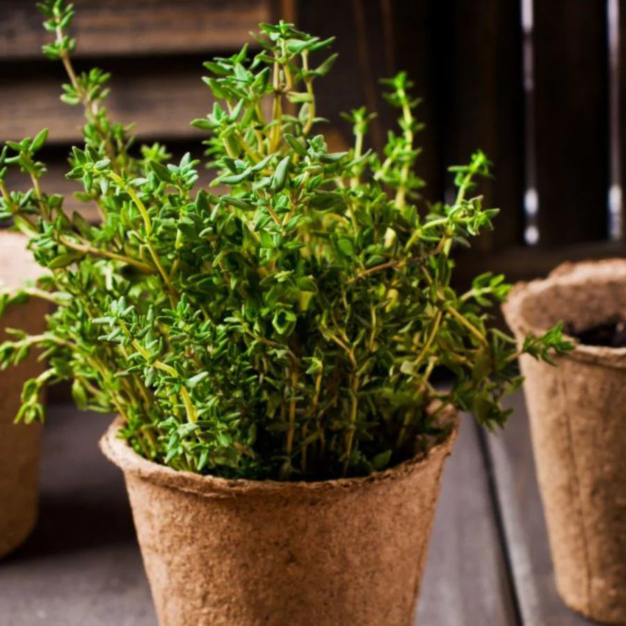 Fresh Thyme sprigs ready for cooking. Perennial herb for kitchen garden.
