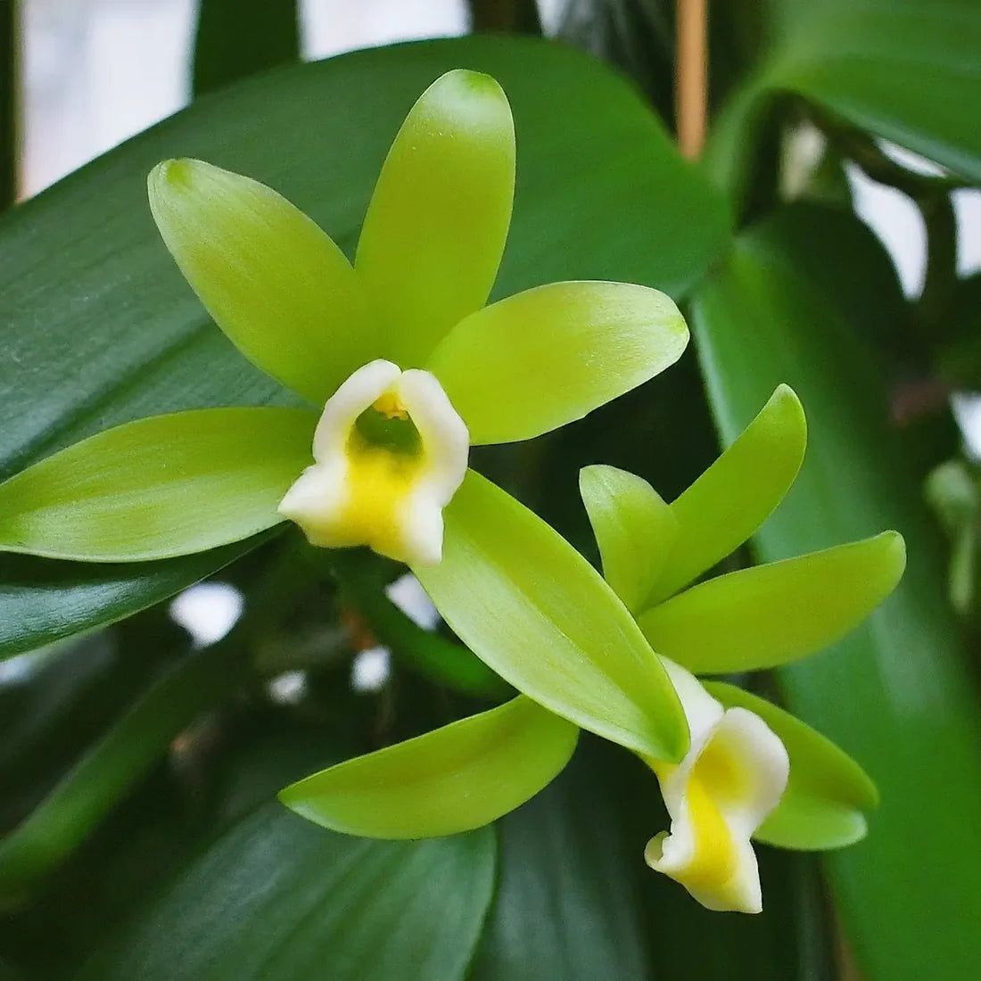 Close-up of fresh Vanilla pod (bean) on the vine. Source of natural vanilla flavor.