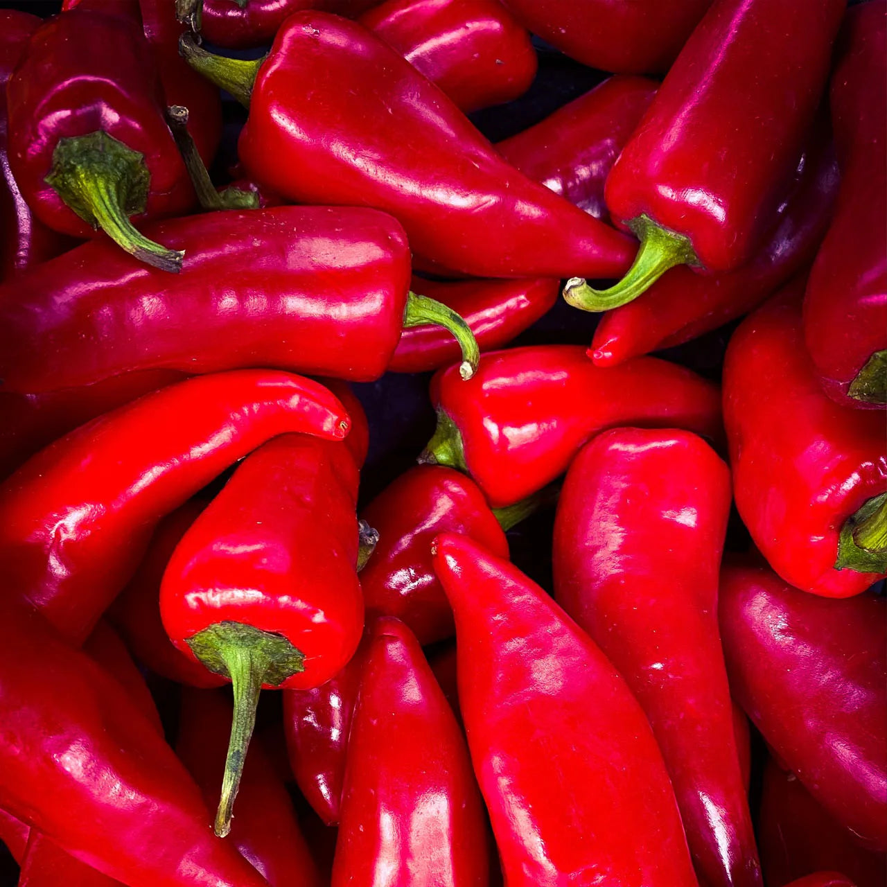 Fresno Pepper Seeds | Medium-Heat Red Fresno Chile Peppers – Heirloom, Non-GMO, High Germination Organic Garden Seeds