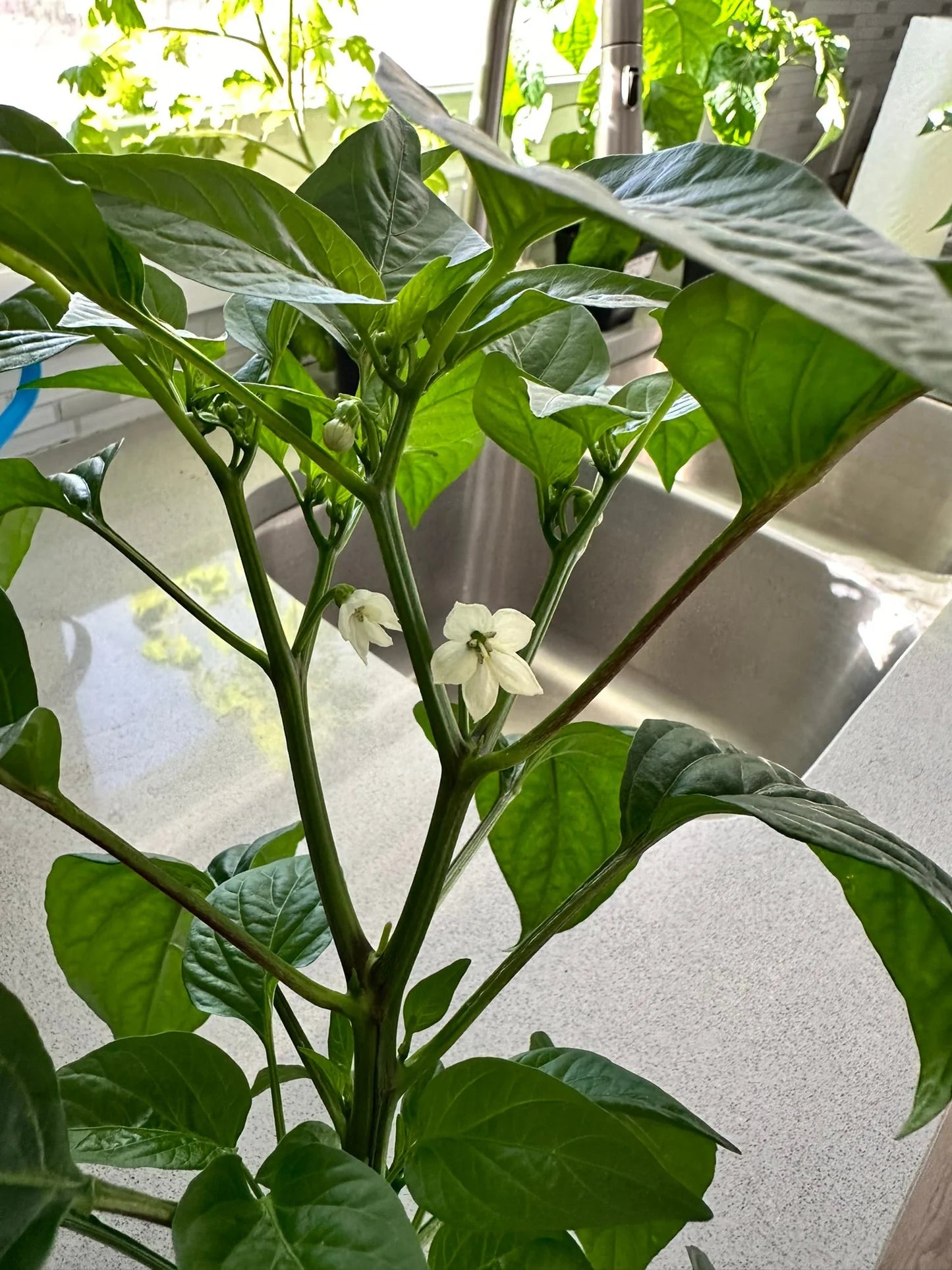 Fresno Pepper Seeds Heirloom Non-GMO High Germination Organic Garden Seeds