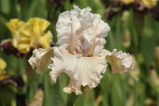 Friendly Advice Tall Bearded Iris