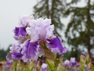 Frill Of It All Tall Bearded Iris