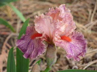 Frisky Frolic Intermediate Iris