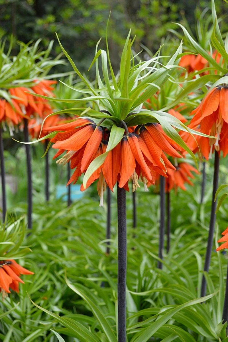 Crown Imperial Orange Flower Seeds Fritillaria imperialis for Colorful Spring Garden Planting