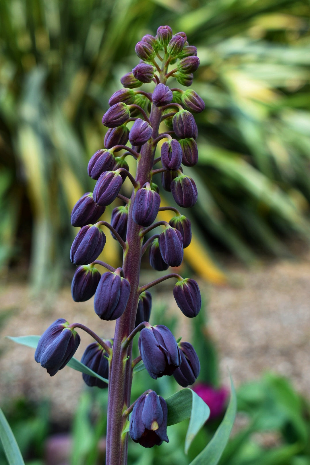 Fritillaria persica Crown Imperial Bulbs