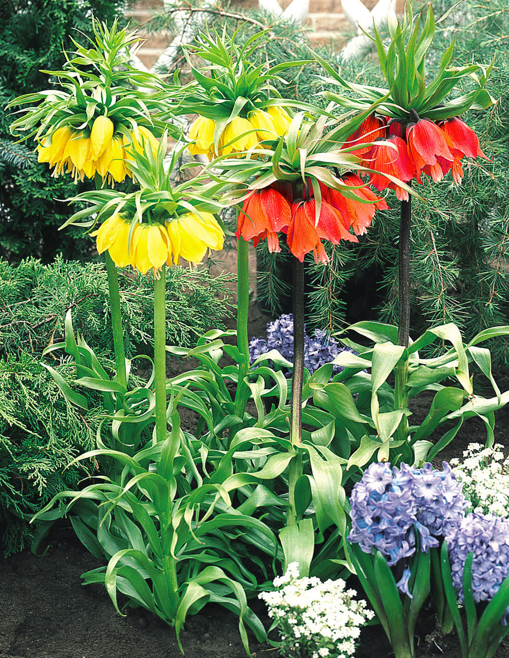 Fritillaria Blend Crown Imperial Bulbs