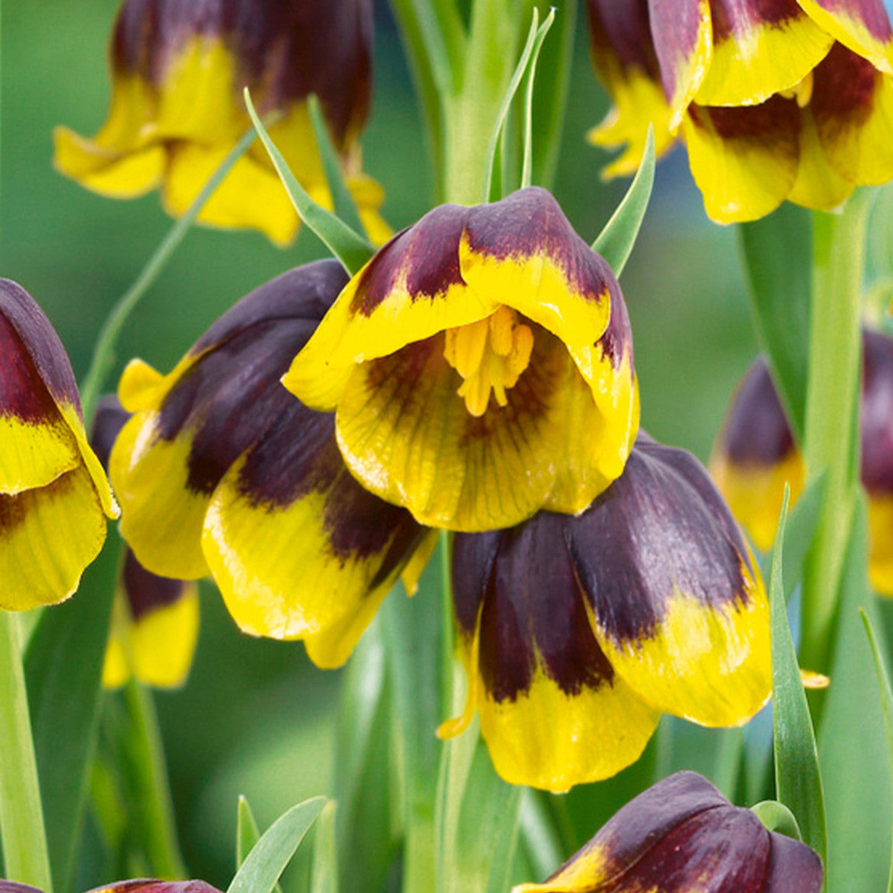 Fritillaria Anemone Fairy Tale Blend Bulbs