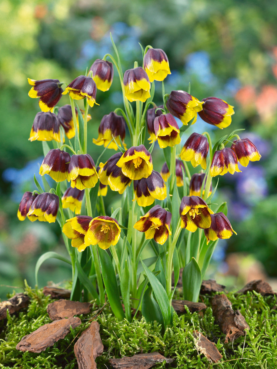 Fritillaria Anemone Fairy Tale Blend Bulbs