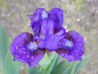 Frodo Dwarf Iris