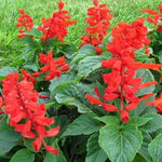 Frost Intolerant, Prefers Warm Climate, Not Heat Resistant, Annual Herb Flowers Saliva heirloom non-gmo organic garden seeds