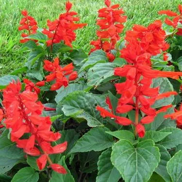 Frost Intolerant, Prefers Warm Climate, Not Heat Resistant, Annual Herb Flowers Saliva heirloom non-gmo organic garden seeds