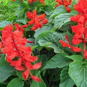 Frost Intolerant, Prefers Warm Climate, Not Heat Resistant, Annual Herb Flowers Saliva – Heirloom, Non-GMO, High Germination Organic Garden Seeds