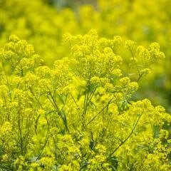 Frost Tolerant, Deep Rooted Plants Storbilanthea Perennial Varieties Of Perennial Root Flower heirloom non-gmo organic garden seeds