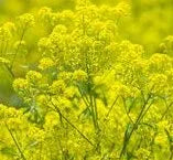 Frost Tolerant, Deep Rooted Plants Storbilanthea Perennial Varieties Of Perennial Root Flower – Heirloom, Non-GMO, High Germination Organic Garden Seeds