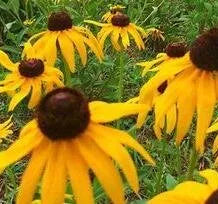 Frost Tolerant, Sun Loving, Ratibida Columnifera Perennial Varieties Of Perennial Root Flower heirloom non-gmo organic garden seeds