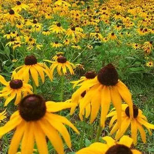 Frost Tolerant, Sun Loving, Ratibida Columnifera Perennial Varieties Of Perennial Root Flower – Heirloom, Non-GMO, High Germination Organic Garden Seeds