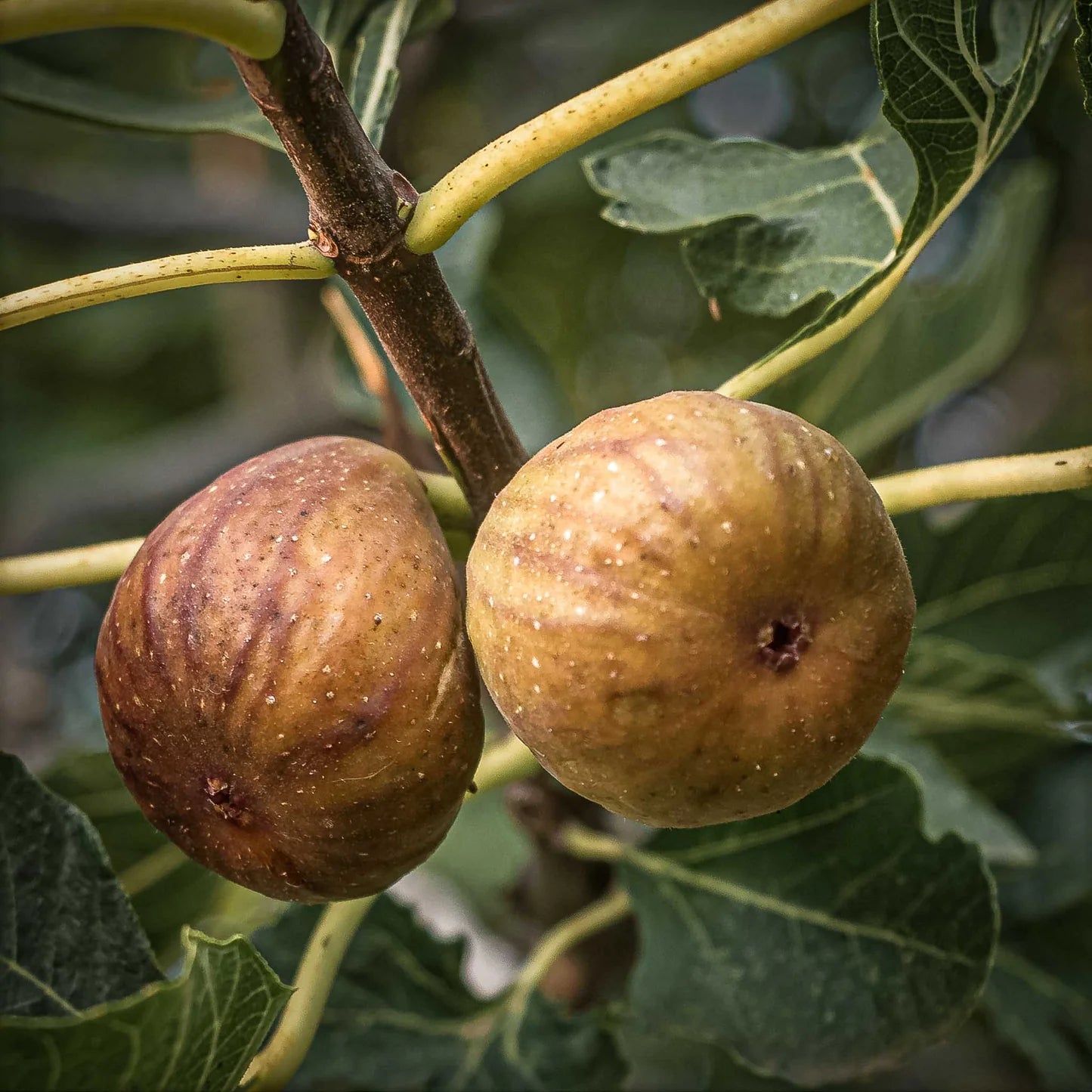 Ficus Neverella Fig Seeds