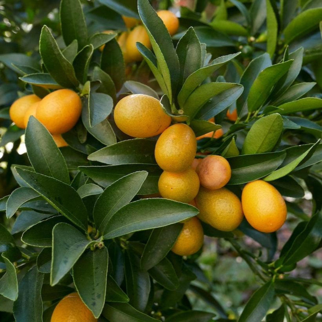 Fukushu Kumquat (Fortunella japonica)