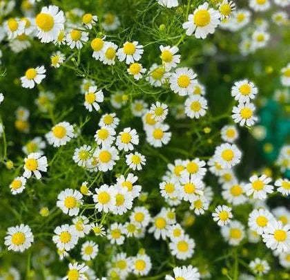 Full Sun To Partial Shade, Dry In Shade Matricaria Chamomilla L Cut Flower heirloom non-gmo organic garden seeds