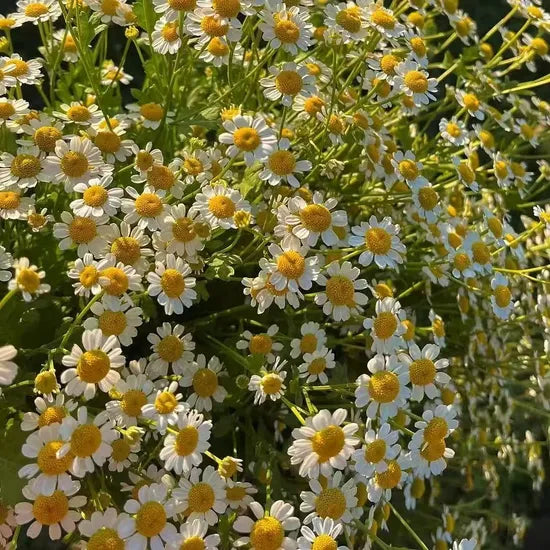 Full Sun To Partial Shade, Dry In Shade Matricaria Chamomilla L Cut Flower – Heirloom, Non-GMO, High Germination Organic Garden Seeds