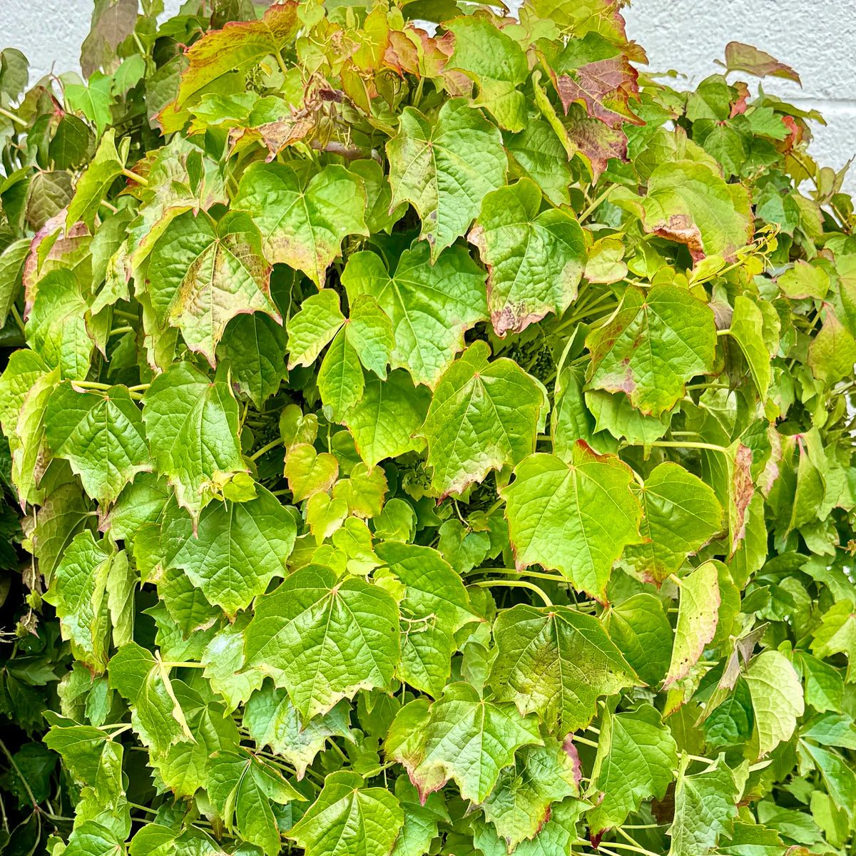 Heirloom Non-GMO Ivy Plant Seeds for Planting – Light Green Foliage for Ground Cover and Hanging Gardens