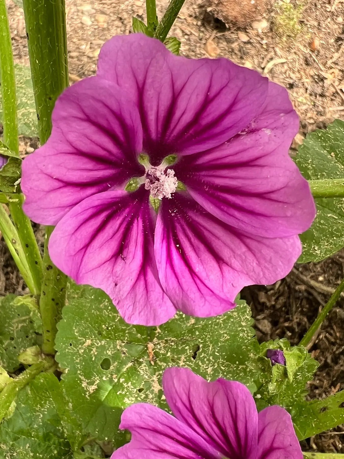 Mallow Flower Seeds for Planting - NON GMO Seeds seeds for planting in home garden