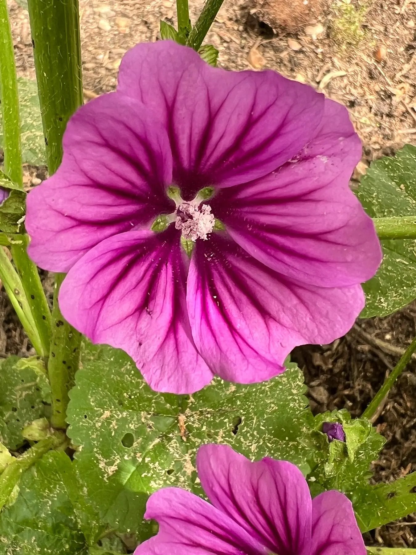 Mallow Flower Seeds for Planting - NON GMO Seeds seeds for planting in home garden