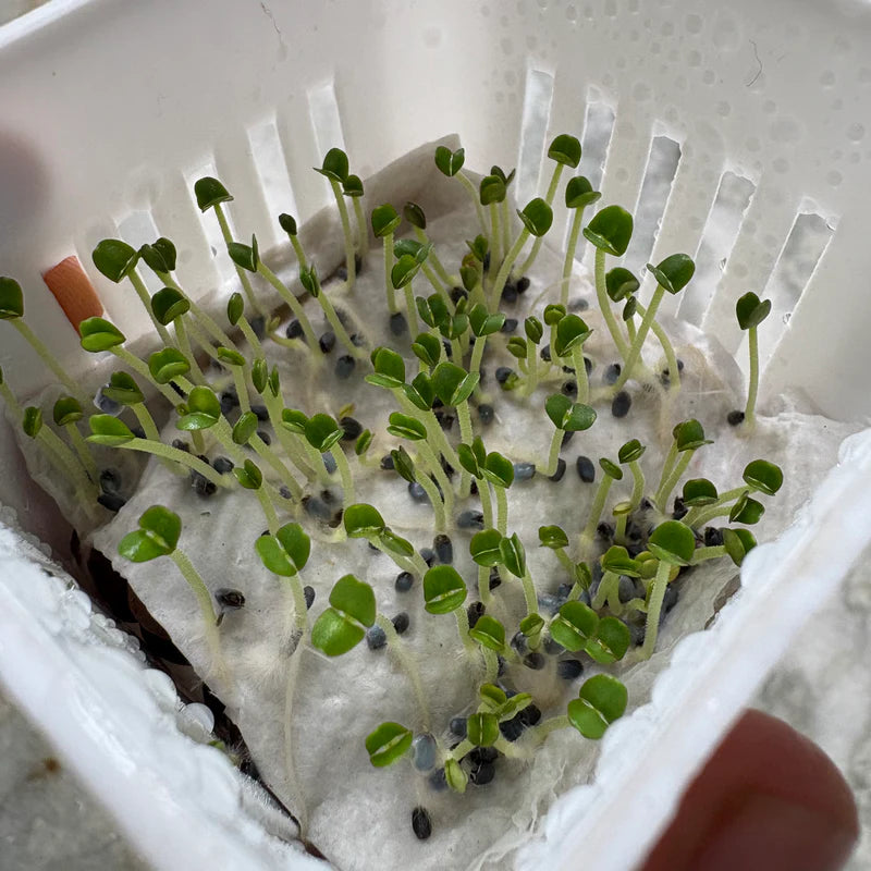 Basil Seed Mix for Growing Flavorful Herb Gardens and Microgreens – Fresh Herb for Your Garden