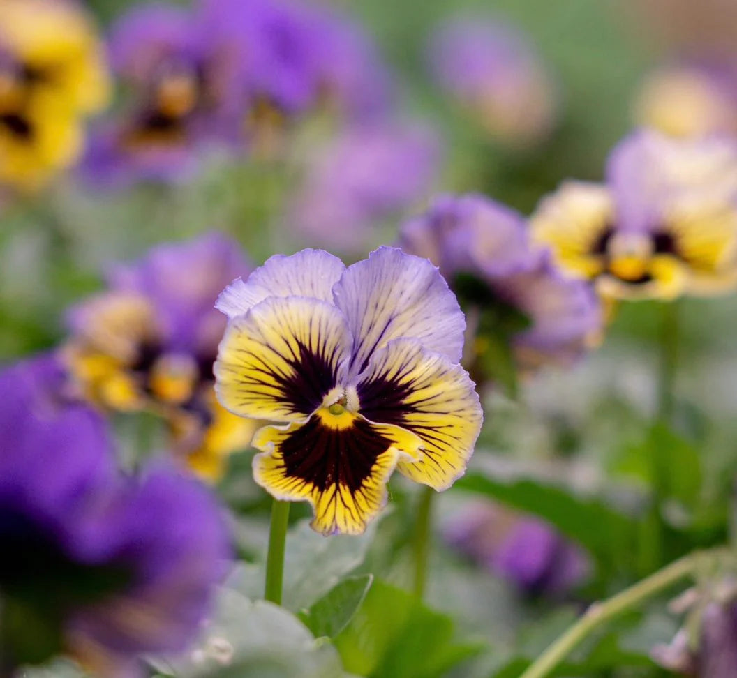 Yellow-Blue Swirl Viola Seed