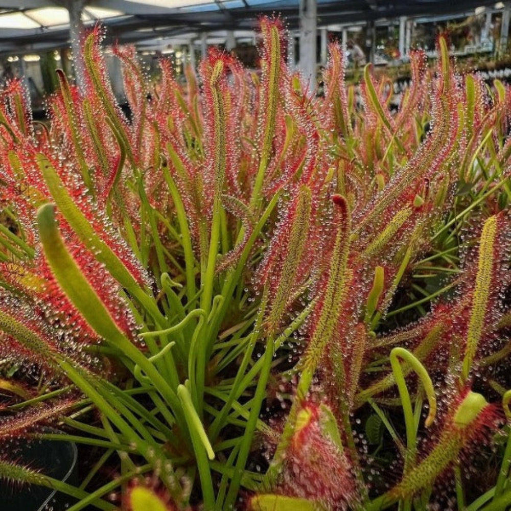 Drosera Capensis Albino seeds carnivorous sundew seeds – Heirloom, Non-GMO, High Germination Organic Garden Seeds