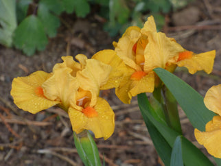 Fuzzy Slippers Dwarf Iris