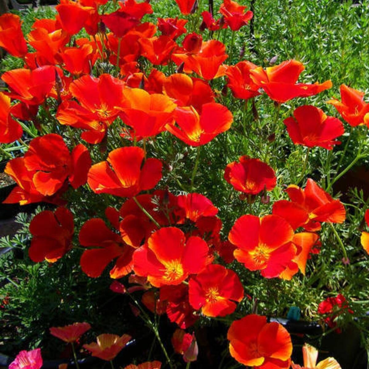 Californian Poppy Red Chief Seeds